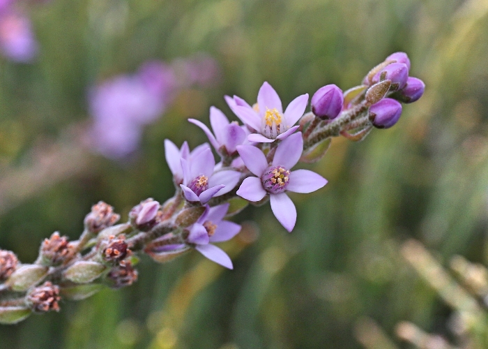 Western Australian Plants Rutaceae